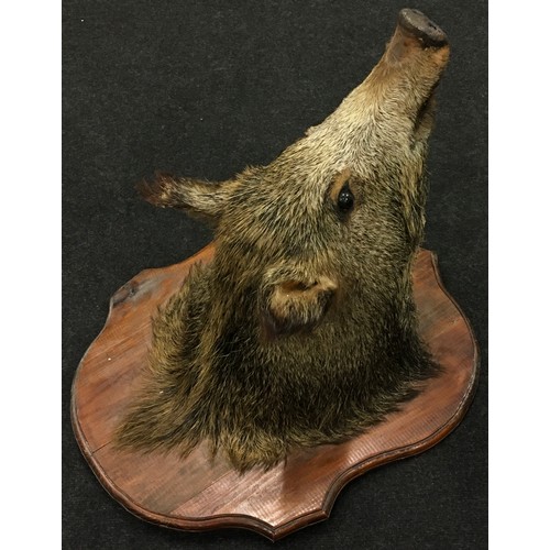 264 - Taxidermy study of a mounted Boar's head. Wooden shield measures 60x47cm.