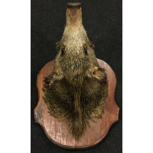 264 - Taxidermy study of a mounted Boar's head. Wooden shield measures 60x47cm.