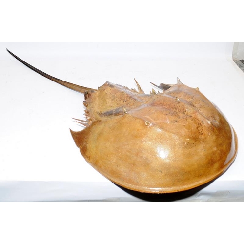 189 - Large Horseshoe Crab taxidermy. O/all length combined approx 91cms