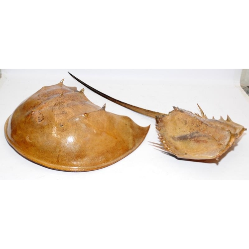 189 - Large Horseshoe Crab taxidermy. O/all length combined approx 91cms