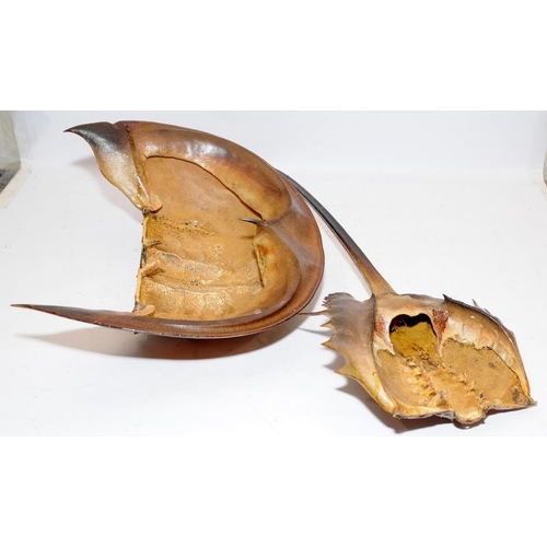 189 - Large Horseshoe Crab taxidermy. O/all length combined approx 91cms