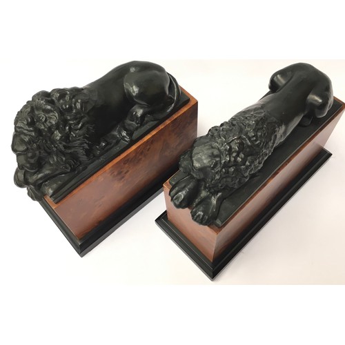 50 - Pair of Vintage bronze Lions mounted on faux birds eye maple bases