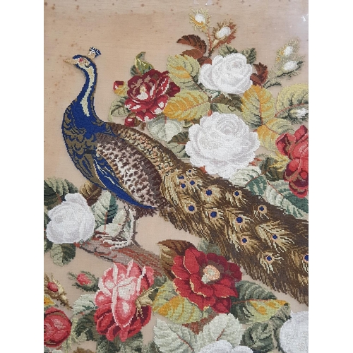 34 - Antique embroidered peacock picture - framed and glazed 26x63cm.