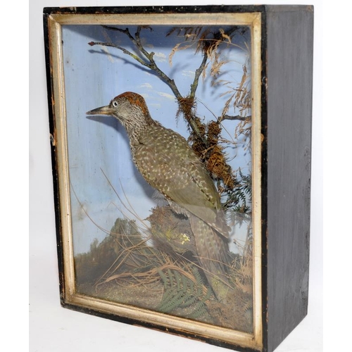 177 - Victorian taxidermy of a woodpecker in a glazed case 38cms x 30cms x 12cms