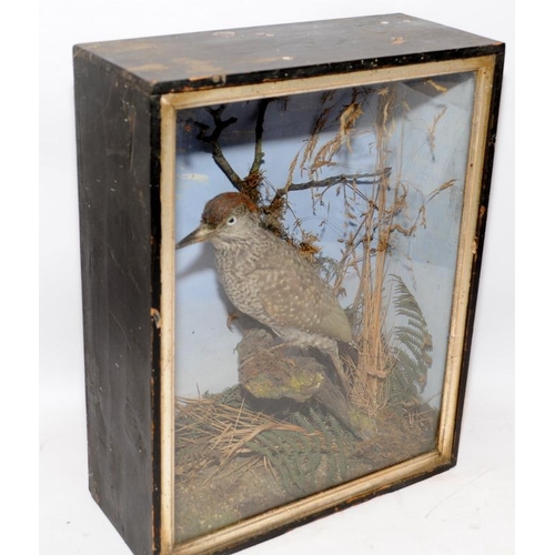 177 - Victorian taxidermy of a woodpecker in a glazed case 38cms x 30cms x 12cms