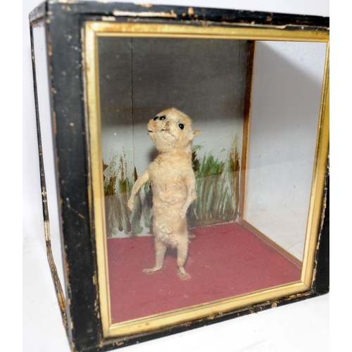 178 - Victorian taxidermy of a two headed kitten in glazed case 26cms x 26cms x 18cms