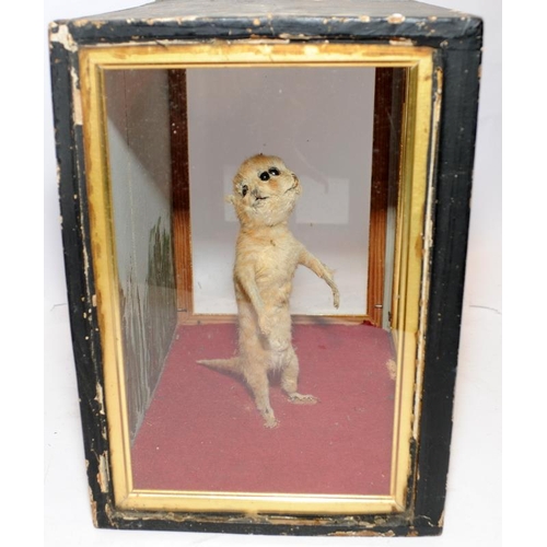 178 - Victorian taxidermy of a two headed kitten in glazed case 26cms x 26cms x 18cms