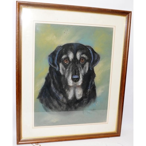 200 - Two large chalk portraits of dogs, both signed and dated by the artist. Frame size 59cms x 49cms