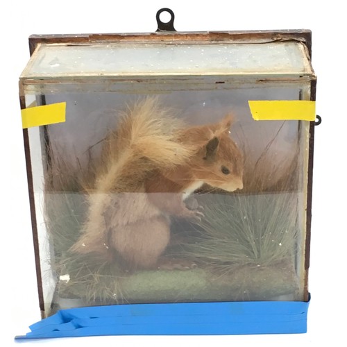 211 - A cased antique Taxidermy study of a squirrel with local interest: Albert Green Taxidermist, Bournem... 