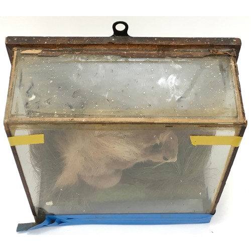 211 - A cased antique Taxidermy study of a squirrel with local interest: Albert Green Taxidermist, Bournem... 