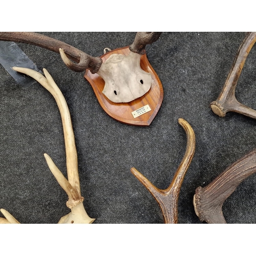 352 - Vintage wall mounted deer antlers together with 4 loose antlers