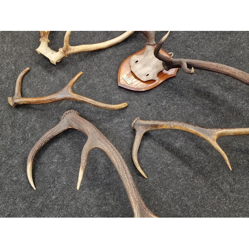 352 - Vintage wall mounted deer antlers together with 4 loose antlers