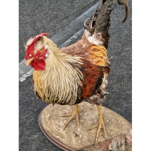 360 - 3 x taxidermy items to include a cockerel, snake, and a Jay