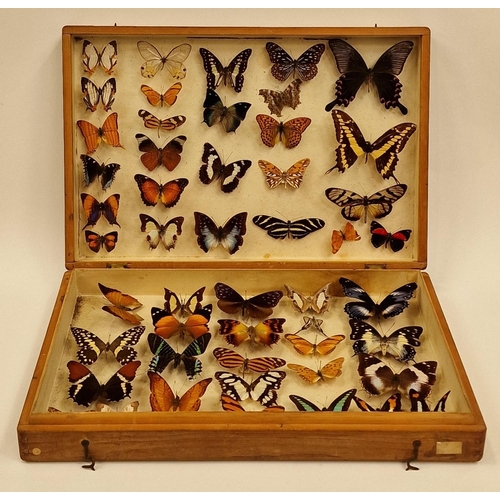 26 - Large display box containing a collection of butterflies. Various species.