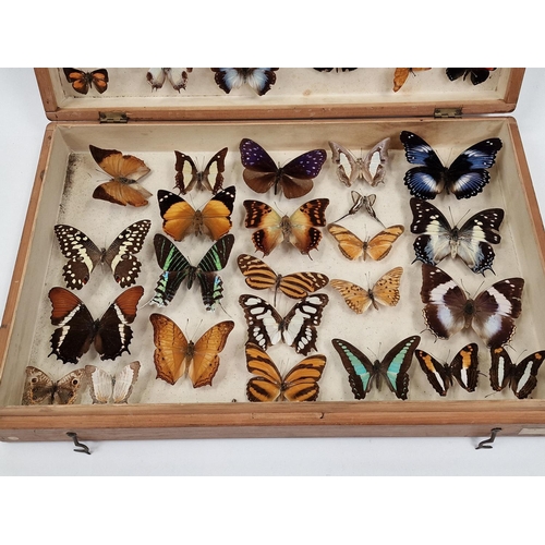 26 - Large display box containing a collection of butterflies. Various species.