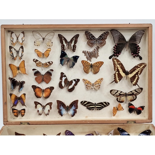 26 - Large display box containing a collection of butterflies. Various species.