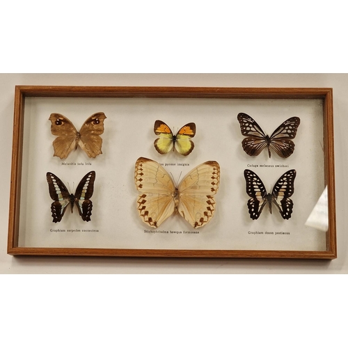 28 - Framed and glazed display of six butterflies 38x20cm.