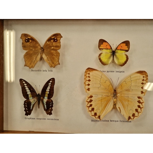 28 - Framed and glazed display of six butterflies 38x20cm.