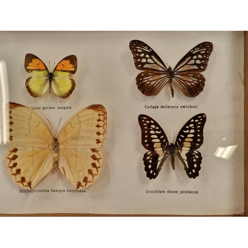 28 - Framed and glazed display of six butterflies 38x20cm.