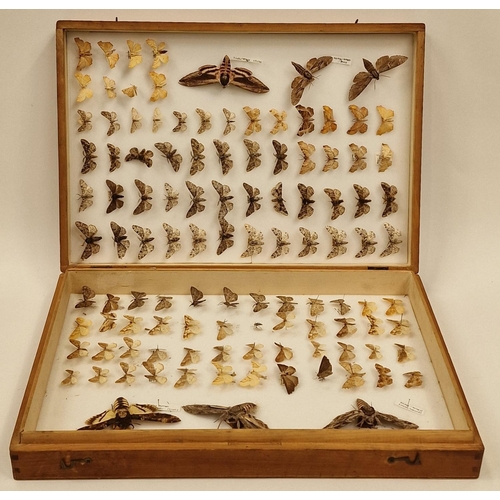 30 - Large display box containing a collection of moths. Various species.