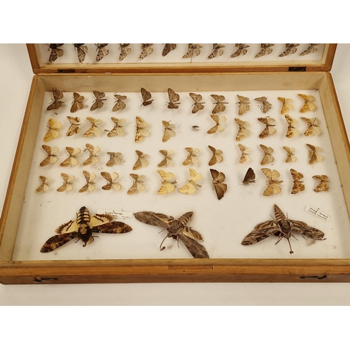 30 - Large display box containing a collection of moths. Various species.