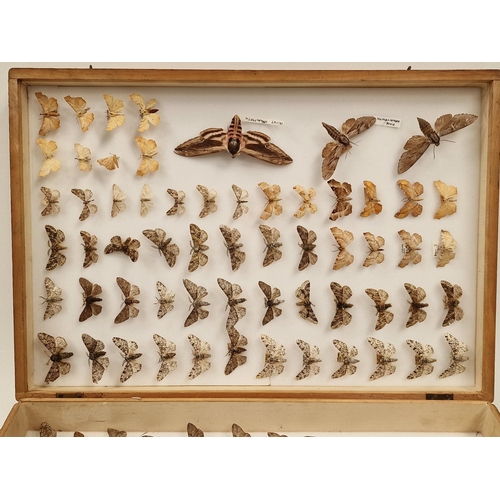 30 - Large display box containing a collection of moths. Various species.