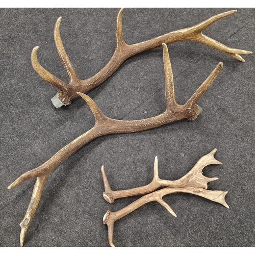 247 - Large pair of taxidermy red deer antlers (5 branch) 80cm together a smaller pair