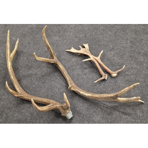 247 - Large pair of taxidermy red deer antlers (5 branch) 80cm together a smaller pair