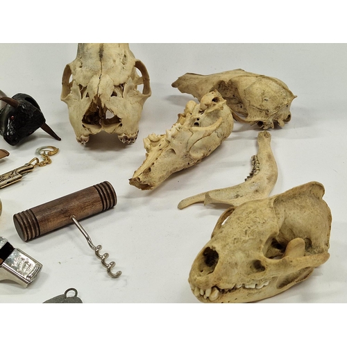 120 - Mixed collectables to include animal skulls, collection of penknives, police whistle etc.