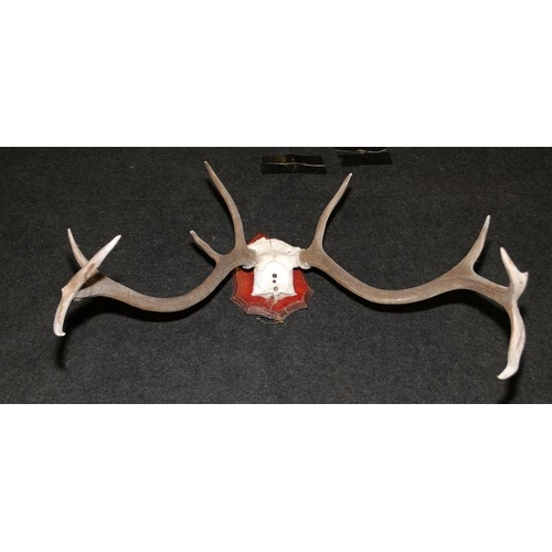 274 - Pair of mounted antlers. 9 pointer.