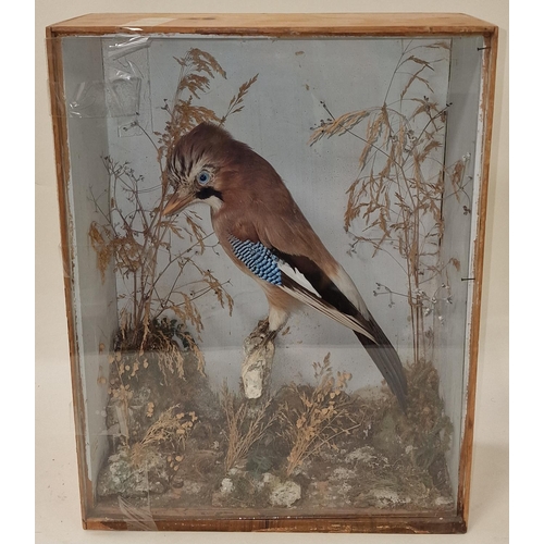 93 - Cased Taxidermy study of a 