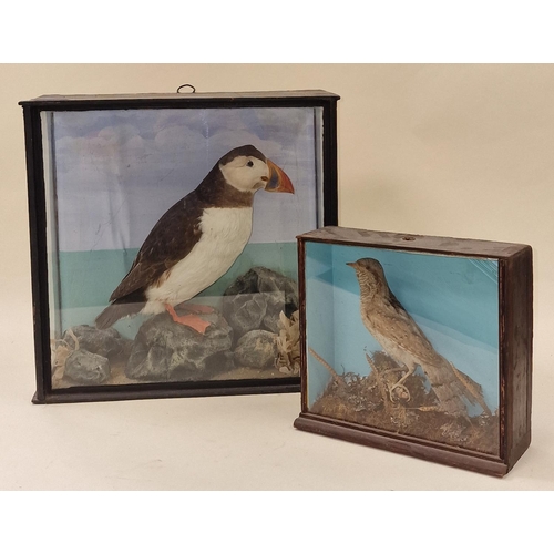 94 - Taxidermy study of a Puffin together a smaller version of a Eurasian Wryneck largest 30x35x15cm