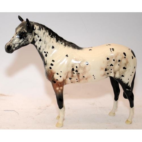 The Appaloosa horse - Royal Horse