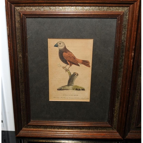 424 - Three antique framed plates from a book on birds. Largest frame size 33.5cms x 24.5cms