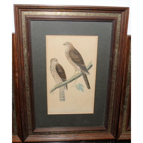 424 - Three antique framed plates from a book on birds. Largest frame size 33.5cms x 24.5cms