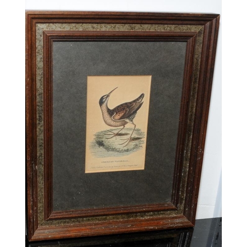 424 - Three antique framed plates from a book on birds. Largest frame size 33.5cms x 24.5cms