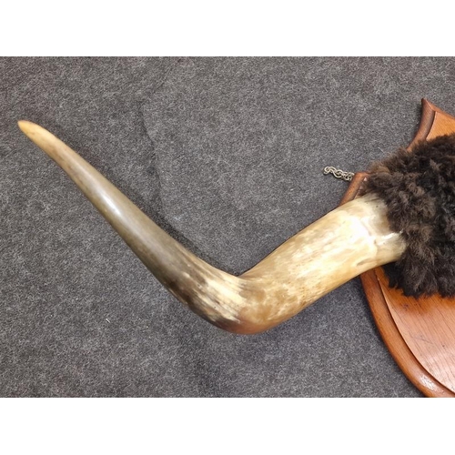 118 - Large vintage mounted pair of American steer horns with a span of 95cm.