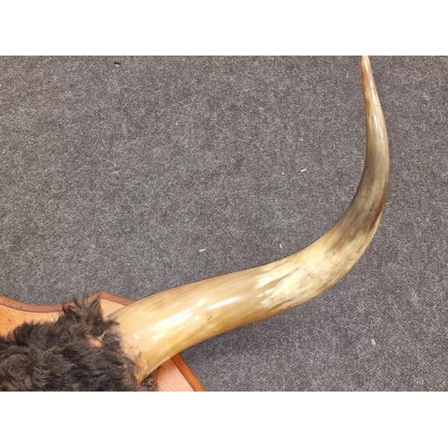 118 - Large vintage mounted pair of American steer horns with a span of 95cm.