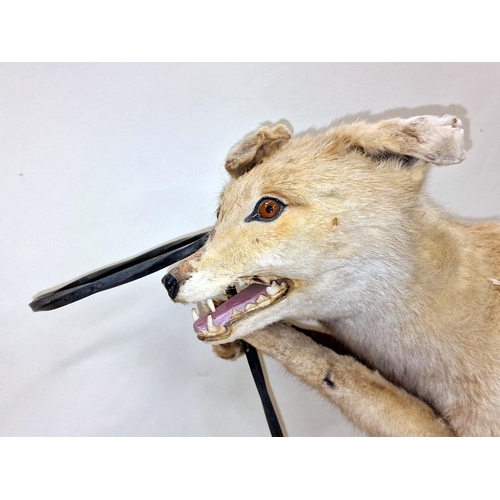 23 - A Taxidermy study of a large fox 53cm tall.