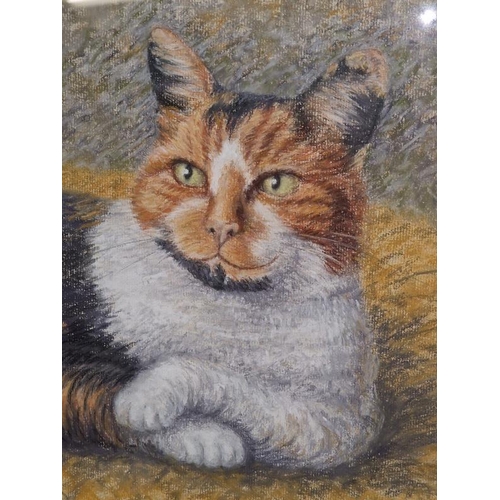 257 - Rex Hurley local artist pastel depicting a cat 55x65cm