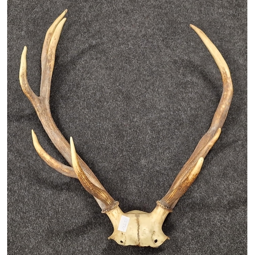 235 - Large mounted stag horn taxidermy