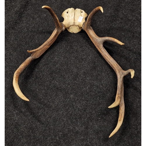 235 - Large mounted stag horn taxidermy