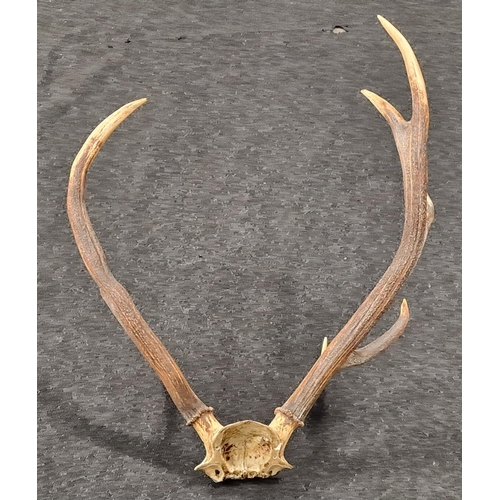 235 - Large mounted stag horn taxidermy