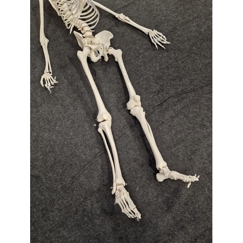 432 - A life size articulated skeleton model.