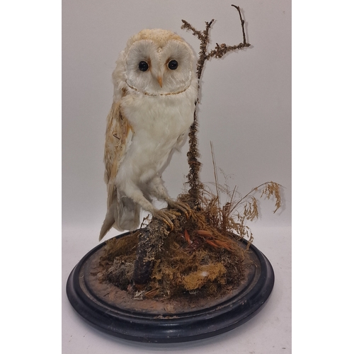 1 - A taxidermy study of a barn owl on base (glass dome missing) 38cm tall approx.