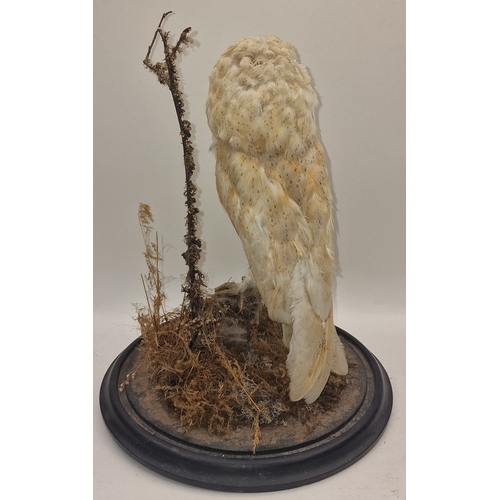 1 - A taxidermy study of a barn owl on base (glass dome missing) 38cm tall approx.