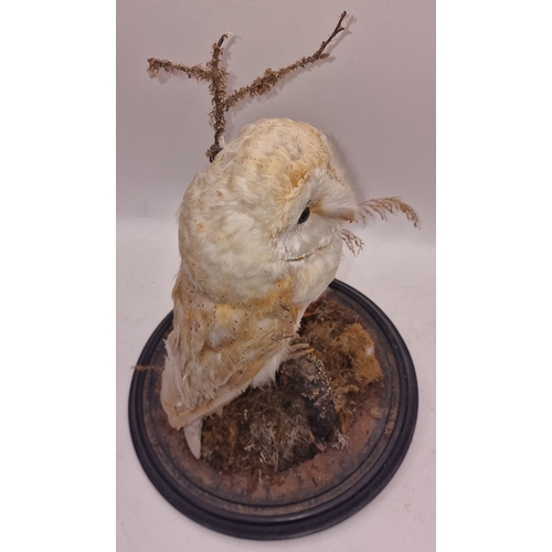 1 - A taxidermy study of a barn owl on base (glass dome missing) 38cm tall approx.