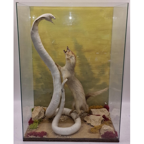 13 - Large taxidermy study of a cobra and a mongoose in glass case (top pane loose) 66x47x27cm.