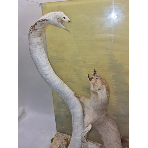 13 - Large taxidermy study of a cobra and a mongoose in glass case (top pane loose) 66x47x27cm.