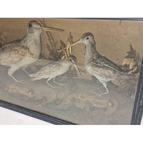 21 - Cased taxidermy study of three woodcocks 54 x 31 x 16cm.